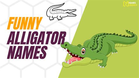 380+ Funny Alligator Names [Clever Ideas] - Names Crunch