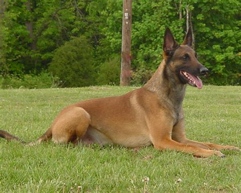 Sen Bemban kennel: About Belgian Shepherd Dog (Malinois)