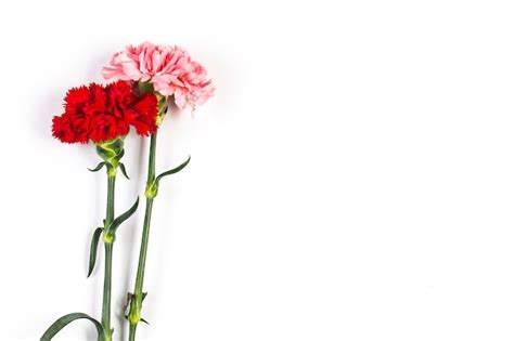 Premium Photo | Two Carnations