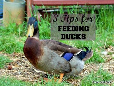 3 Tips for Feeding Ducklings - Timber Creek Farm