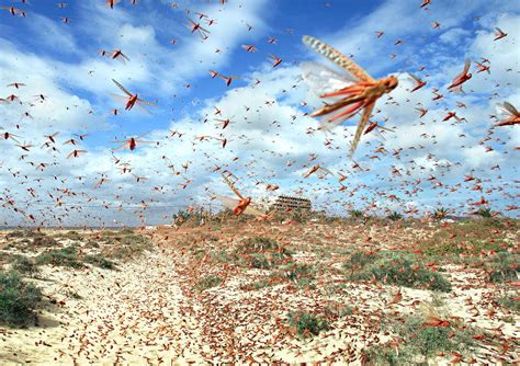 EntomoBloG: Guillermo del Toro y su fascinación con los insectos