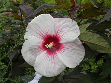 Hardy Hibiscus Seeds KOPPER KING Winter Hardy Flowering