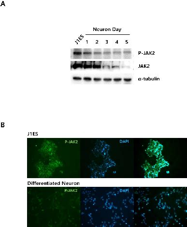 JAK2 is downregulated during neuronal differentiation. (A) Expression ...