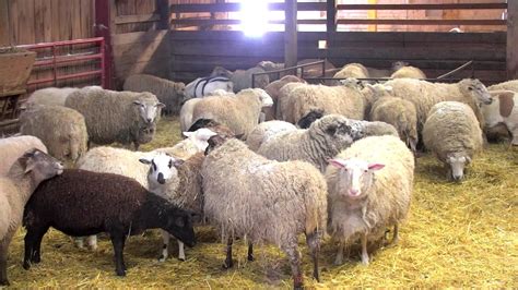 Sheep Barn Cam - live video of sheep at Farm Sanctuary | Explore.org