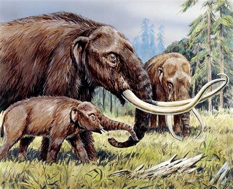 American Mastodon With Young Photograph by Science Photo Library - Pixels