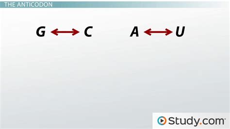 Anticodon Creation, Translation & Example - Video & Lesson Transcript | Study.com