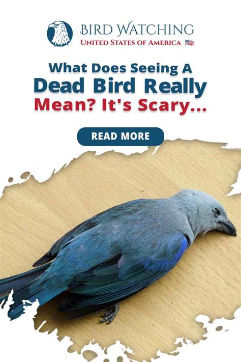 What Does Seeing a Dead Bird Really Mean? It’s Scary!