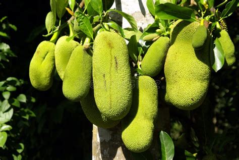 Jackfruit cultivation stock photo. Image of fruit, species - 21808752