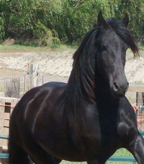 Friesians In Color | Pretty horses, Beautiful horses, Friesian horse