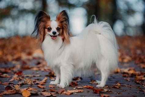 Papillon Dog Ultimate Guide: Pictures, Characteristics, & Facts ...