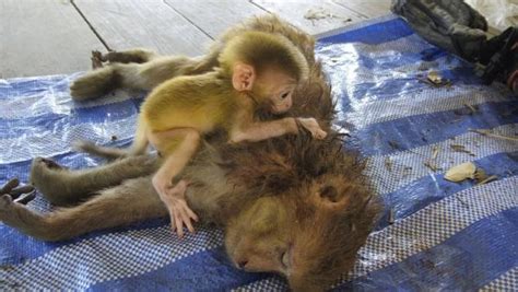 Baby Monkey Clings Tightly to Dead Mother Murdered by Poacher