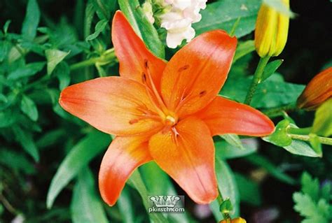 Orange Hawaiian Flower | In Hawaii! Awesome Flowers there! M… | Flickr