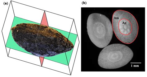 Coronal (green) and axial (red) sectional planes of Aleppo pine seeds ...