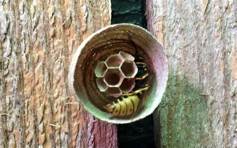 Wasps Are Starting To Build Wasp Nests – Andy Law Pest Control