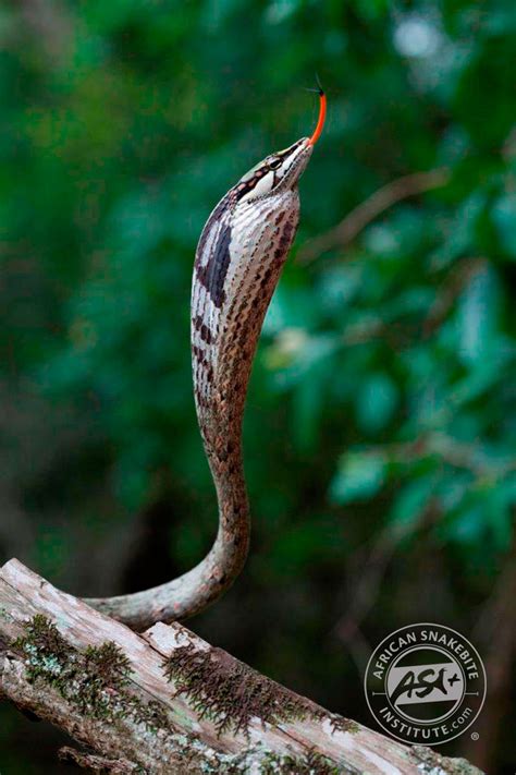 Southern Twig Snake - African Snakebite Institute