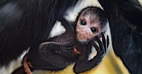 Rare baby spider monkey cradled by mum as she makes first public ...