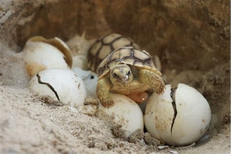 Animales ovovivíparos: ¿Cuáles son? Tipos, ejemplos y especies