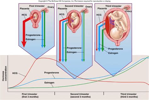 Hormones, Ovaries, Progesterone