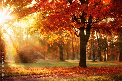 Autumn Landscape. Fall Scene.Trees and Leaves in Sunlight Rays Stock Photo | Adobe Stock