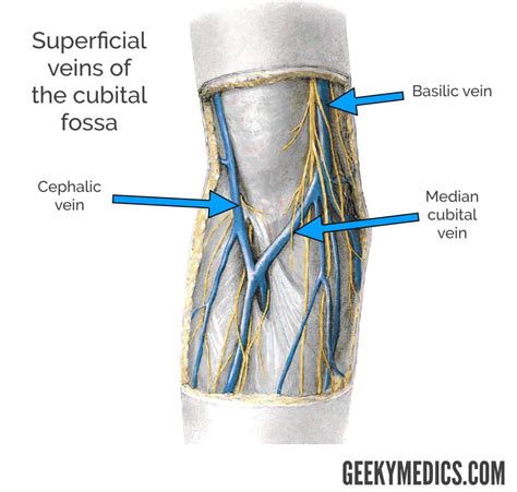 Cubital Fossa | Borders, Contents, Veins | Geeky Medics