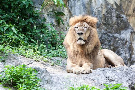 Lion Spirit Animal | Totem Meaning