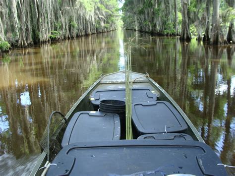 Caddo Lake Giant Salvinia Eradication Project: Large-Scale Weevil Releases Begin