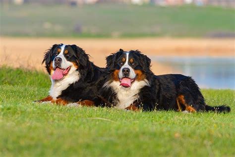 Bernese Mountain Dog Dog Breed Information – KeepingDog