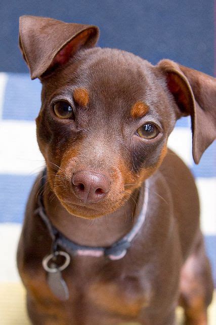 "Who's Hungry????" | Cute animals, Miniature pinscher, Cute dogs