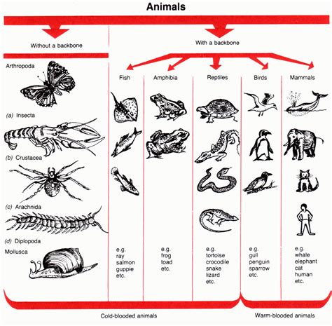 MariaPC: ANIMAL CLASSIFICATION