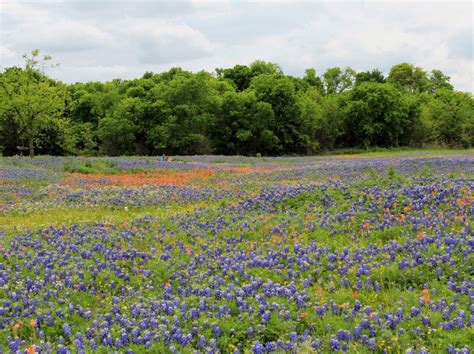 Best Places to See Bluebonnets in Ennis, Texas - Passport to Eden