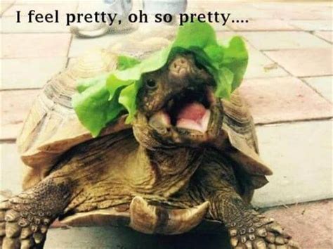 29 Hilarious Turtle Memes That Are So Funny They're Actually Dangerous