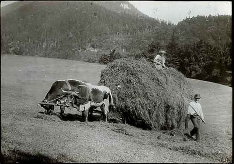 How To Make Hay With A Scythe - History Of Haymaking - Sew Historically