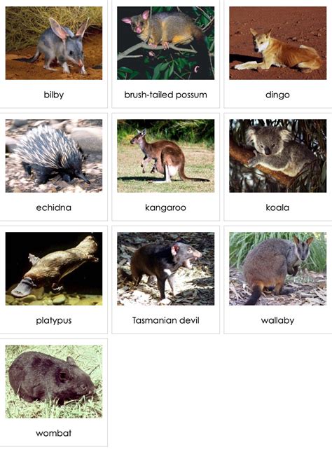 Mammals of Australia | AMI Digital