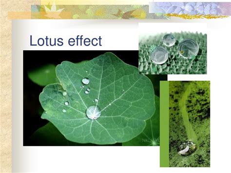 PPT - Introduction to Biomimicry for Fluid Mechanics Students ...