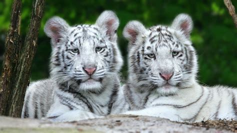 TIGER WALLPAPERS: Two White Tiger Cubs Wallpaper