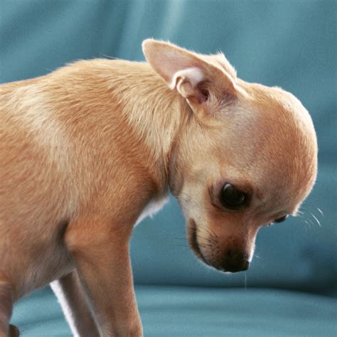 Pin by Fine K on My Chihuahua | Teacup chihuahua puppies, Chihuahua love, Chihuahua dogs