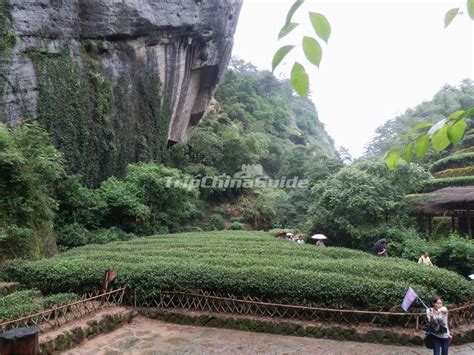 Dahongpao Scenic Area in Wuyi Mountains - Wuyi Mountains Photos, Fujian