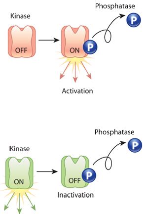 Protein Function | Learn Science at Scitable