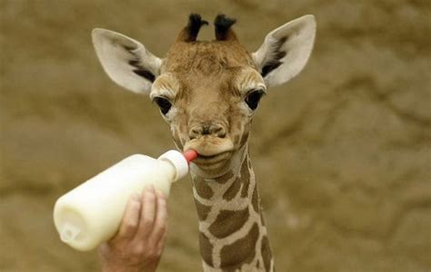 Free baby giraffe getting fed | Free Photo - rawpixel