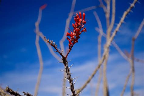 Free stock photo of flowering ocotillo, flowers, ocotillo