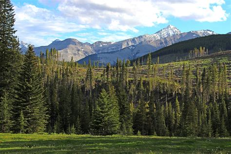 Silviculture | Wilderness Stewardship Foundation