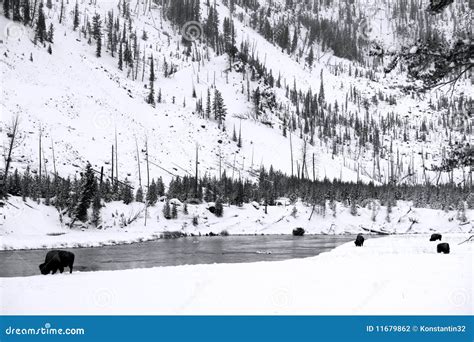 Herd Buffalo in Yellowstone NP Stock Photo - Image of north, male: 11679862