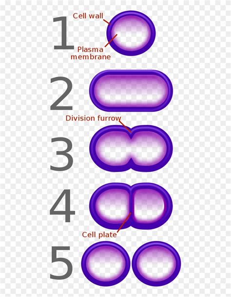 Bacterial Fission - Diagram Of Binary Fission In Bacteria Clipart ...