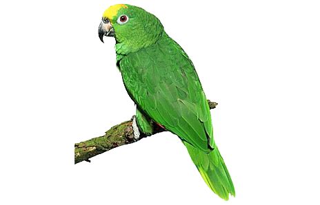 Parrot PNG Transparent Images, Pictures, Photos | PNG Arts