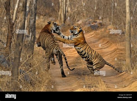 Mating tiger hi-res stock photography and images - Alamy