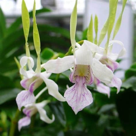 Shop | Buy Live Orchids from Hawaiian Growers Online | Hiorchids ...