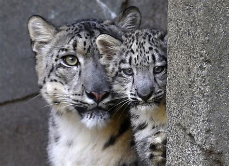 Brookfield Zoo introduces 3-month old snow leopard Cub