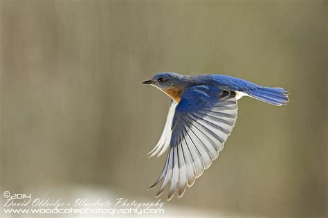 Bluebird in flight | Woodcote Photography