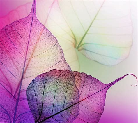 viber wallpaper,leaf,flower,plant,petal,purple (#924959) - WallpaperUse