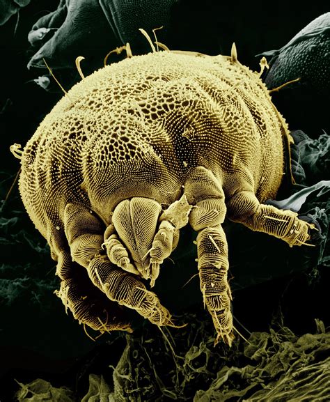 Wash Your Bedding to Get Rid Of Dust Mites - Dust Mite Allergy Facts